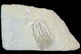 Sarocrinus Crinoid Fossil - Crawfordsville, Indiana #87975-2